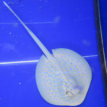 taeniura lymna 15-20 cm (taille sans la queue)