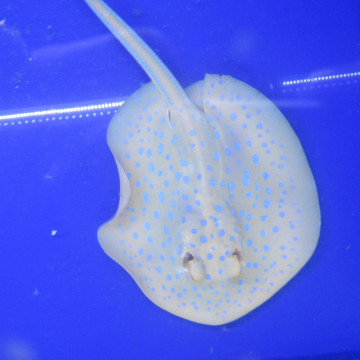 taeniura lymna 15-20 cm (taille sans la queue)