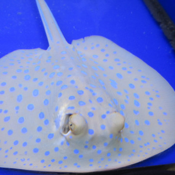 taeniura lymna 15-20 cm (taille sans la queue)