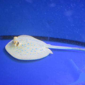 taeniura lymna 15-20 cm (taille sans la queue)