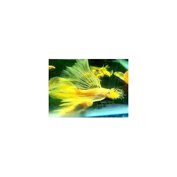 Ancistrus Lemon L144 voilés