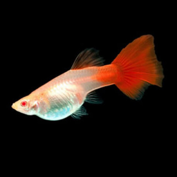 Guppys femelles (Poecilia reticulata) XXL
