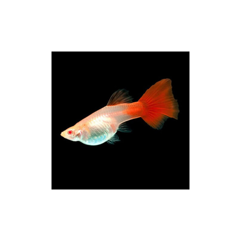 Guppys femelles (Poecilia reticulata) XXL