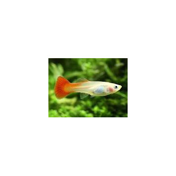 Guppys femelles RedBlond(Poecilia reticulata)