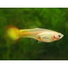 Guppy's vrouwtjes (Poecilia reticulata)