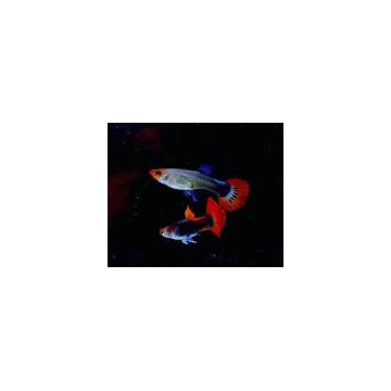 Guppys Kois lot de 6 (3 couples)
