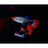 Guppys Black Koi lot de 5