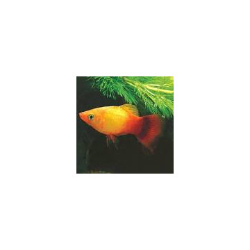 Xiphophorus maculatus Platy gele komeet 2-3cm