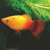 Xiphophorus maculatus Platy gele komeet 2-3cm