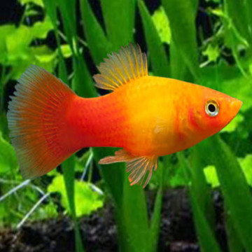 Xiphophorus maculatus Platy gele komeet 2-3cm