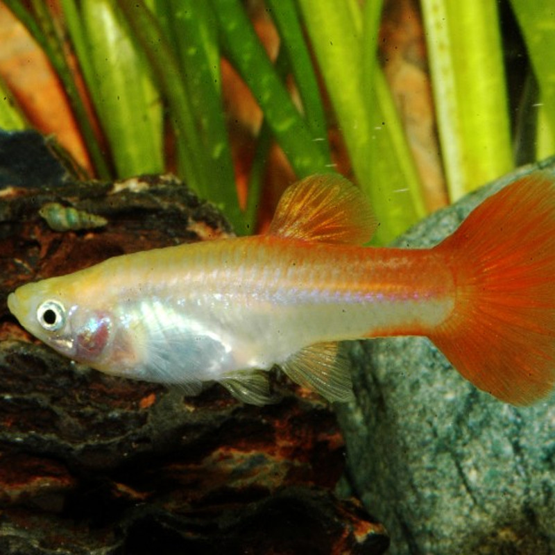 Guppy's vrouwtjes (Poecilia reticulata)