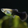 Guppy's vrouwtjes (Poecilia reticulata)