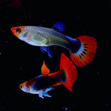 Guppys Black Koi mâles uniquement