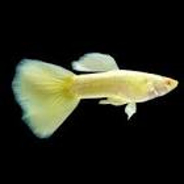 Guppys Endler Japan Blue Poecillia Wingei set van 3 koppels