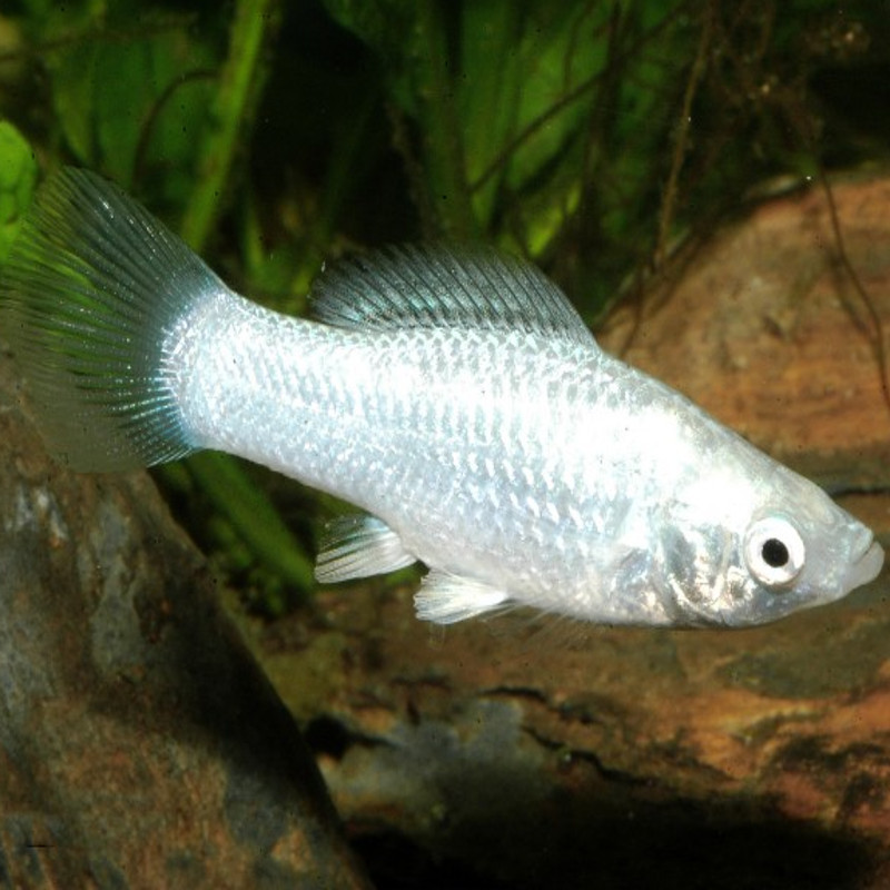 Poecilia Sphenops Molly Velifera zilverkleurig 3-4cm