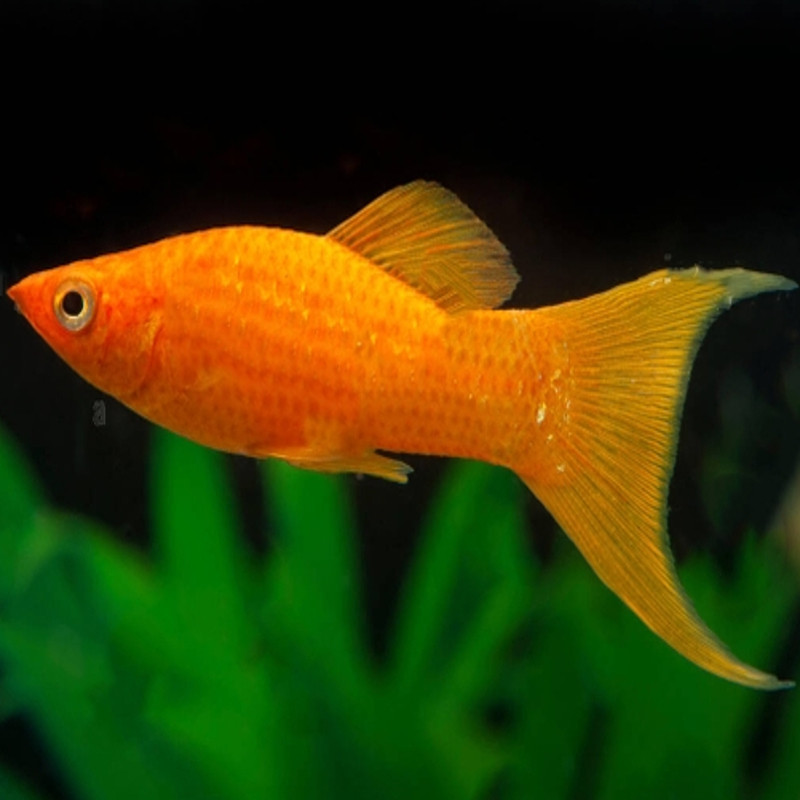 Poecilia Sphenops Molly orange Lyres lot de 5