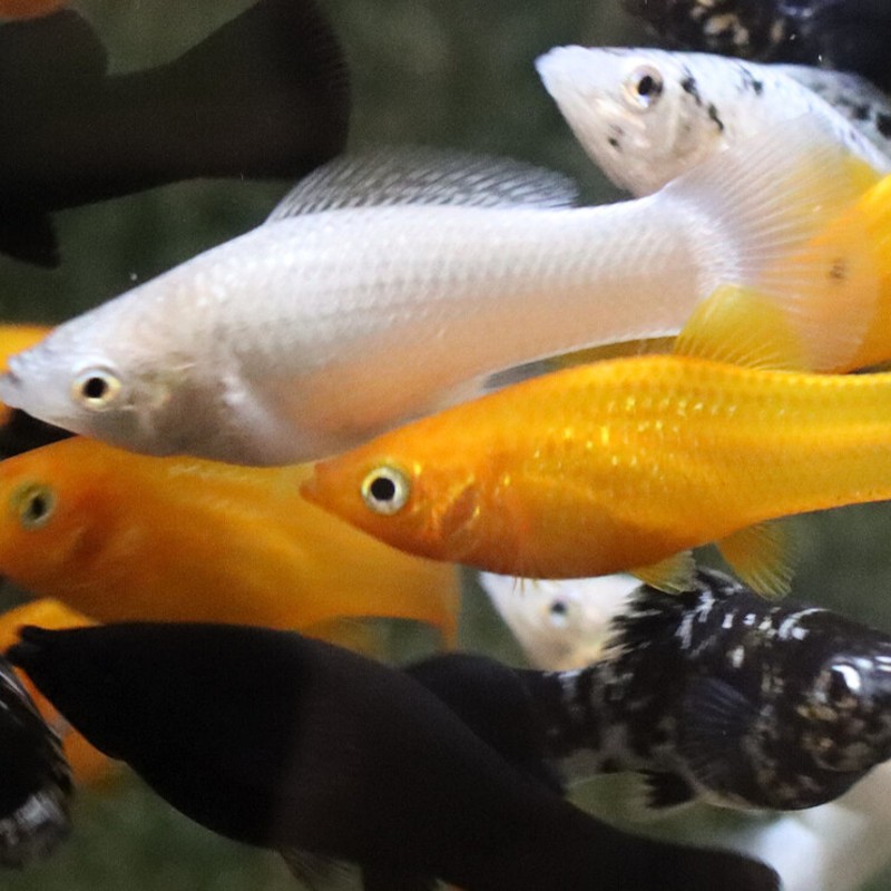 Poecilia Sphenops Mollys mix set van 10+ 2 gratis