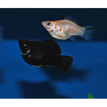 Poecilia Sphenops Molly Velifera ballons assortiment Lyres 4-5cm