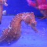 Hippocampus Erectus MALE élevage (10-12 cm) - Mangent parfaitement du surgelé.