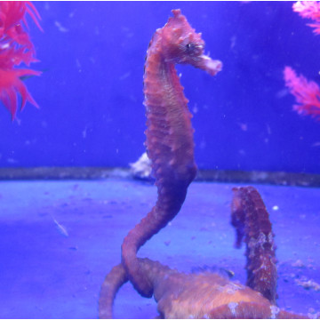 Hippocampus Erectus MALE élevage (10-12 cm) - Mangent parfaitement du surgelé.