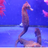 Hippocampus Erectus MALE élevage (10-12 cm) - Mangent parfaitement du surgelé.