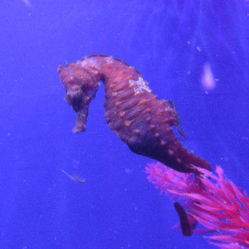 Hippocampus Erectus MALE élevage (10-12 cm) - Mangent parfaitement du surgelé.