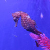 Hippocampus Erectus MALE élevage (10-12 cm) - Mangent parfaitement du surgelé.