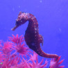 Hippocampus Erectus MALE élevage (10-12 cm) - Mangent parfaitement du surgelé.