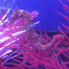 Hippocampus Erectus MALE élevage (10-12 cm) - Mangent parfaitement du surgelé.