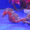 Hippocampus Erectus MALE élevage (10-12 cm) - Mangent parfaitement du surgelé.