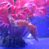Hippocampus Erectus MALE élevage (10-12 cm) - Mangent parfaitement du surgelé.