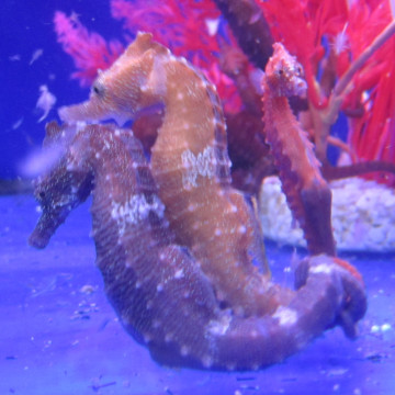 Hippocampus Erectus MALE élevage (10-12 cm) - Mangent parfaitement du surgelé.