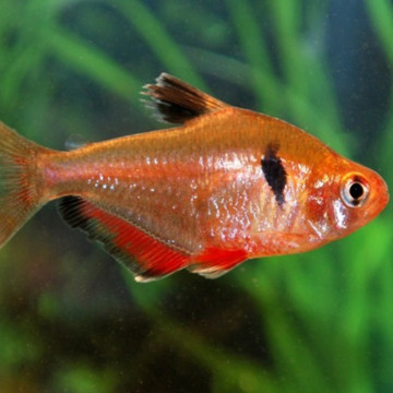 Hyphessobrycon Serpaes -Tétra Serpaes