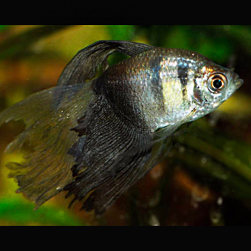 Gymnocorymbus Ternetzi sluierstaart – Zwarte tetra sluierstaart set van 5