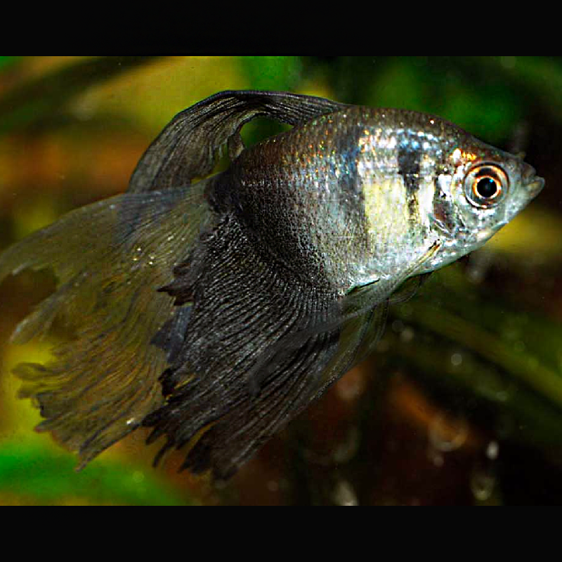 Gymnocorymbus Ternetzi sluierstaart – Zwarte tetra sluierstaart set van 5