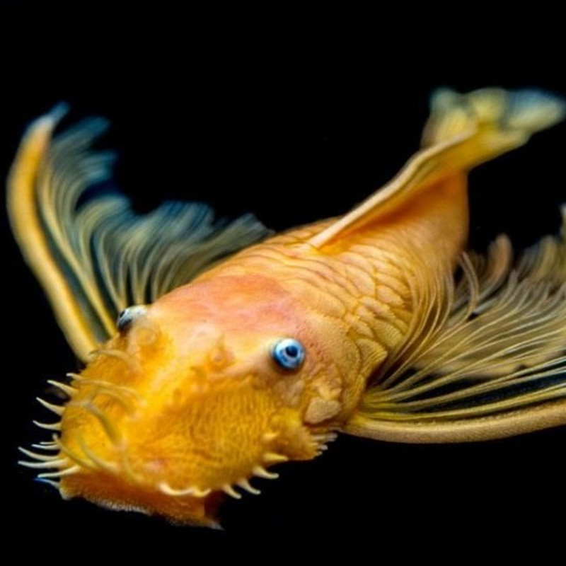 Ancistrus Lemon L144 voilés