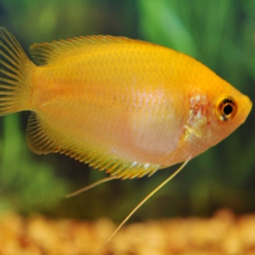 Colisa Trichogaster Chuna dorés 3-4cm