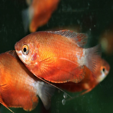 Colisa Trichogaster Chuna rood  3-4cm koppel