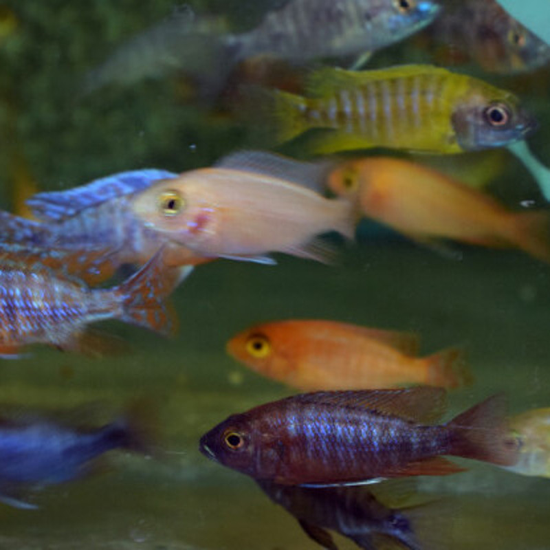 Aulonocara Maylandi 10-12cm koppel