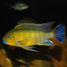 Pseudotropheus Sp Williamsi 5-6cm