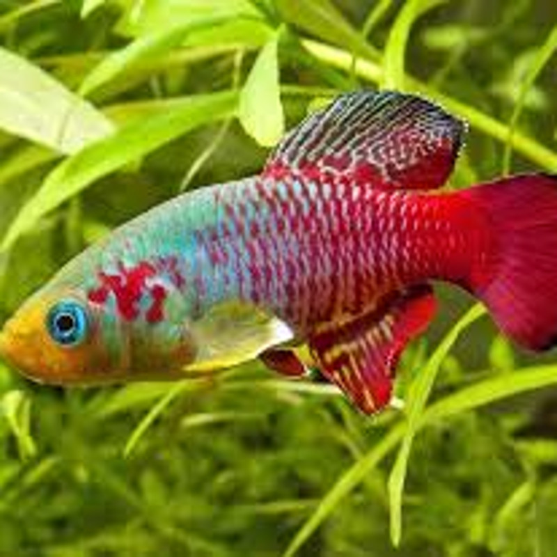 Aplocheilus Lineatus gold set van 5