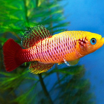 Nothobranchius Guentheri Gold per koppel