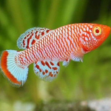 Nothobranchius Rachovi albinos koppel 3-4cm
