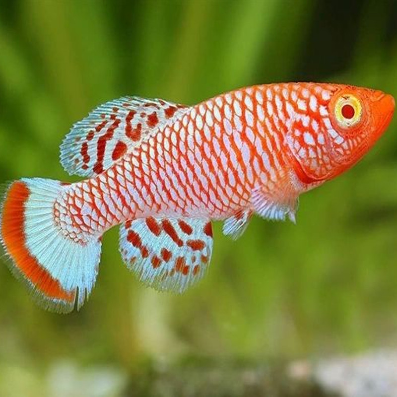 Nothobranchius Rachovi albinos koppel 3-4cm