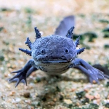 Axolotl Ambystoma mexicanum 8-10cm