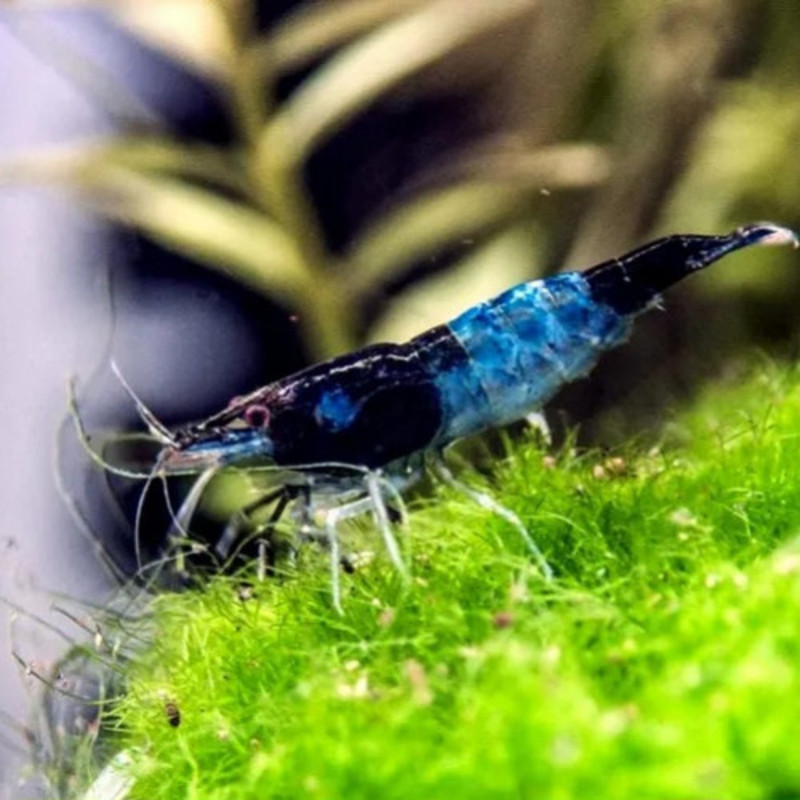 carbon blue Rili garnaal