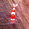 red crystal garnaal Grade A - Caridina Cantonensis *