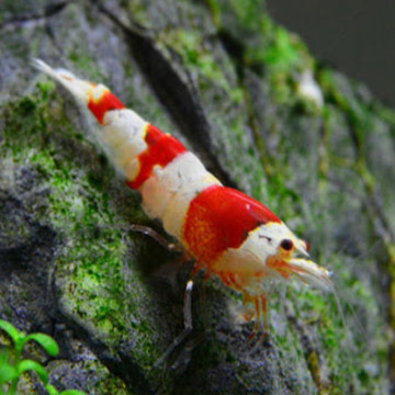 red crystal garnaal Grade A - Caridina Cantonensis *