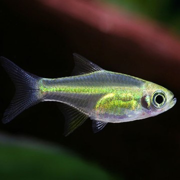 Microdevario-Rasbora Kubotai set van 3