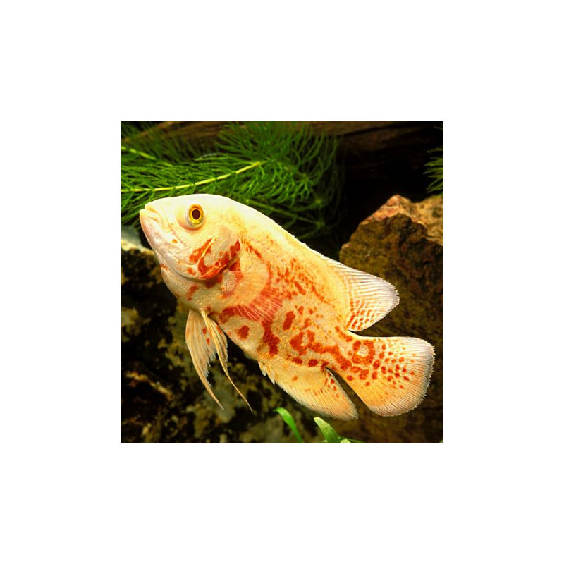 Astronotus Ocellatus Oscar tigrés Rouge albino 5-6 cm